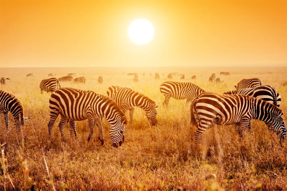 Botswana ist eines der exklusivsten und einmaligsten Reiseziele der Welt